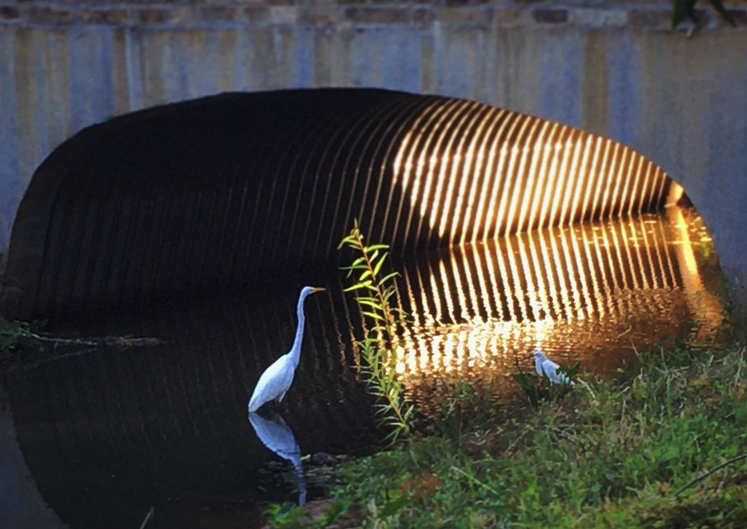 Egrets